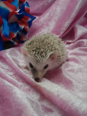 Thumbnail: $100 AMADEUS MALE AVAILABLE