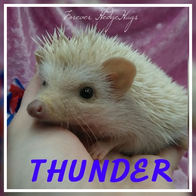 Thumbnail: THUNDER MALE