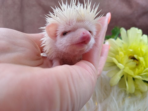 Thumbnail: FRVH STACEY BABY GIRL