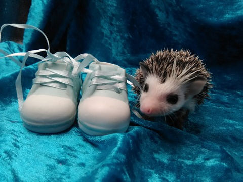 Thumbnail: WIGGLE WAGGLE MALE
