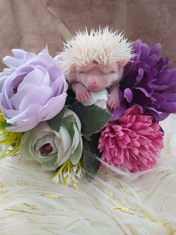 Thumbnail: ANGEL HEDGEHOG FEMALE