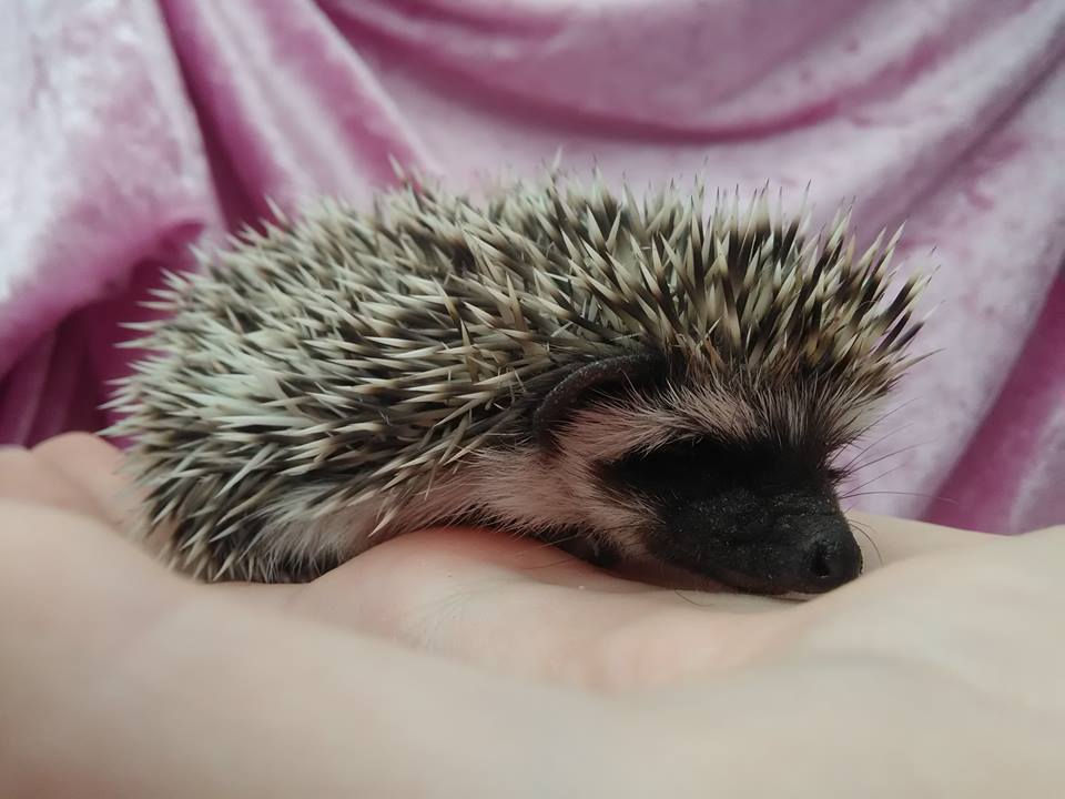 Thumbnail: ARMIK MALE