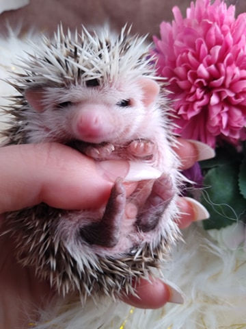 Thumbnail: $285 PICASSO MALE AVAILABLE FOR DEPOSIT
