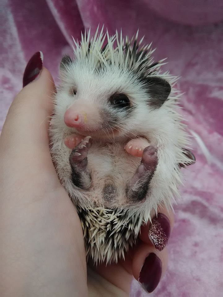 Thumbnail: ODDIE FEMALE