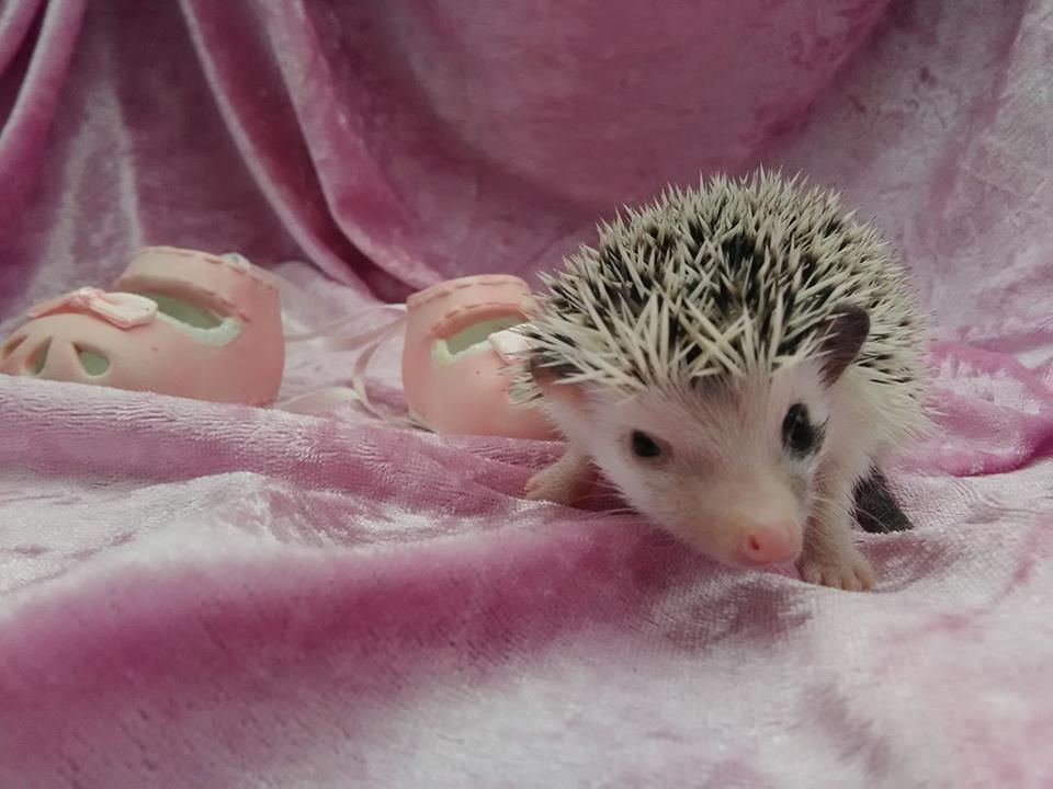 Thumbnail: ODDIE FEMALE