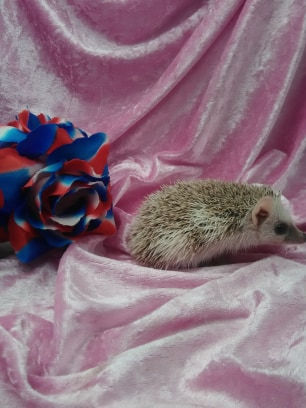 Thumbnail: $100 AMADEUS MALE AVAILABLE