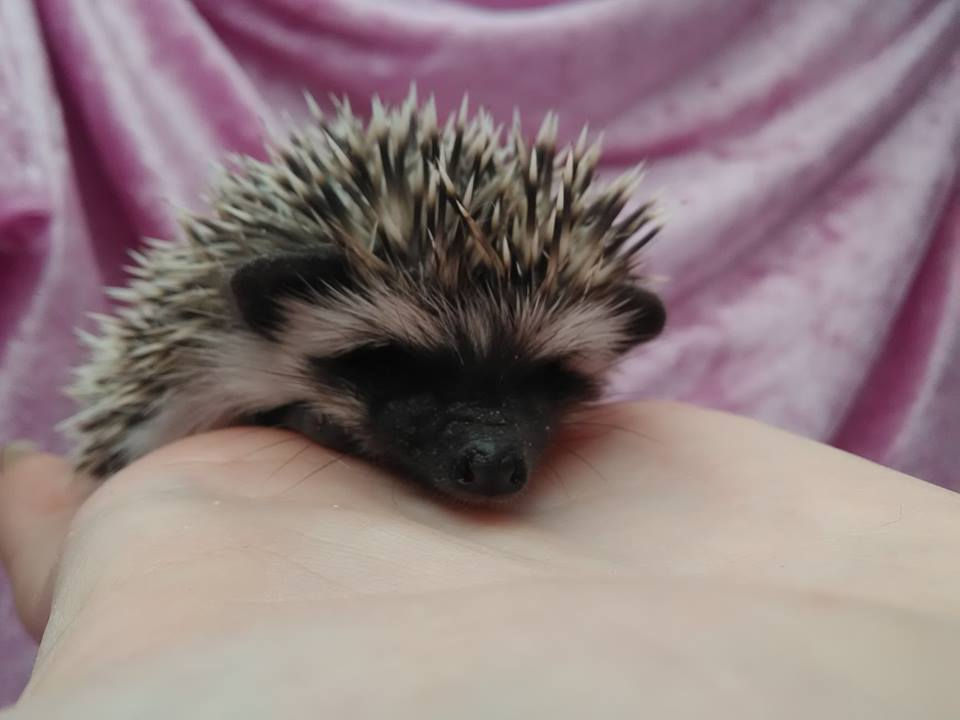 Thumbnail: ARMIK MALE