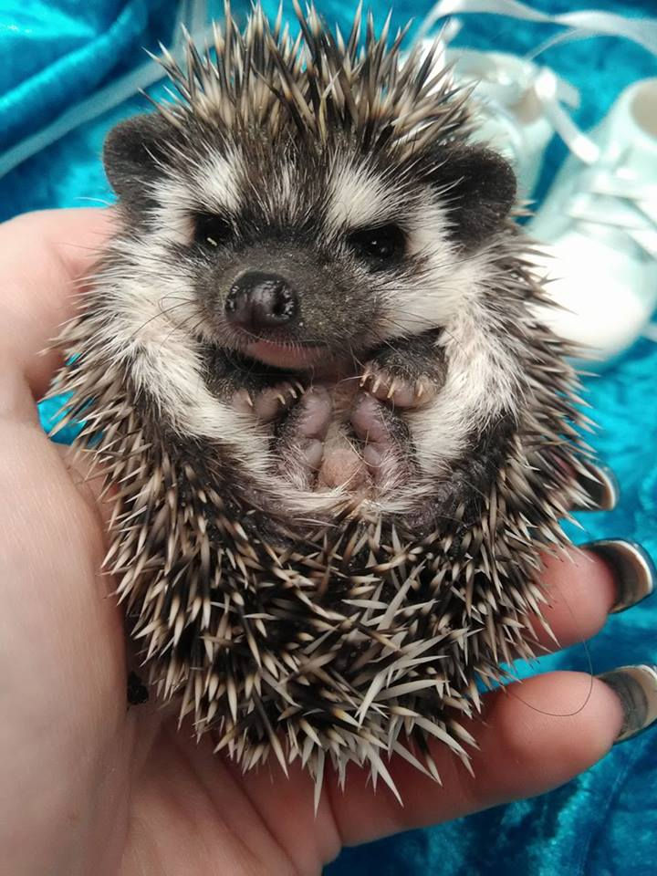 Thumbnail: GIZMO MALE