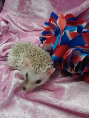 Thumbnail: $100 AMADEUS MALE AVAILABLE