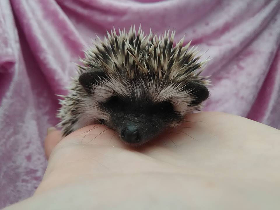 Thumbnail: ARMIK MALE