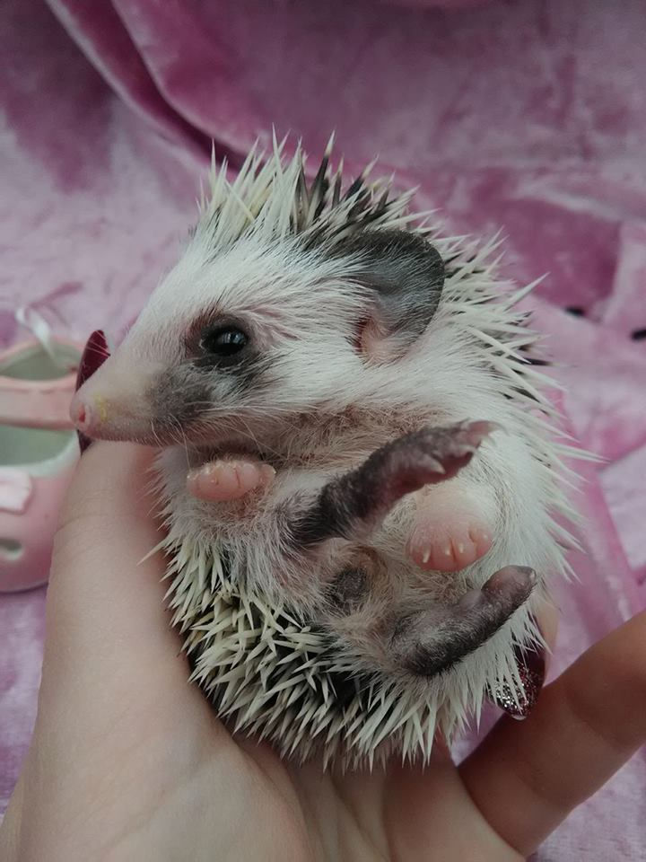 Thumbnail: ODDIE FEMALE