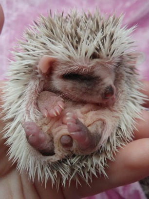 Thumbnail: $100 AMADEUS MALE AVAILABLE