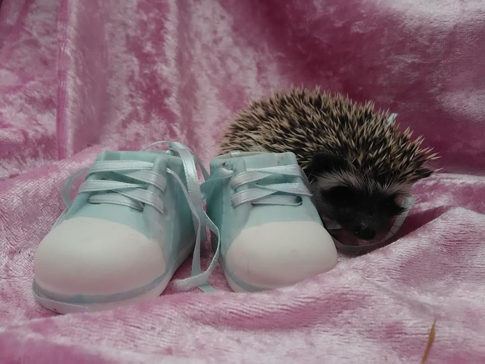 Thumbnail: ARMIK MALE