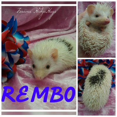 Thumbnail: REMBO MALE