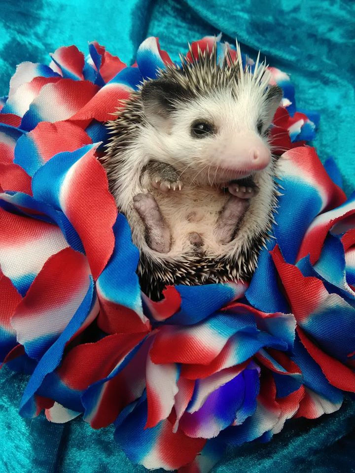 Thumbnail: WIGGLE WAGGLE MALE