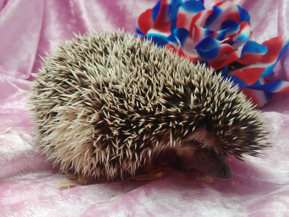 Thumbnail: Gizmo Male