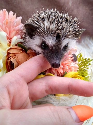 Thumbnail: MALE GIBSON