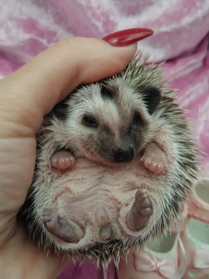 Thumbnail: MARA FEMALE
