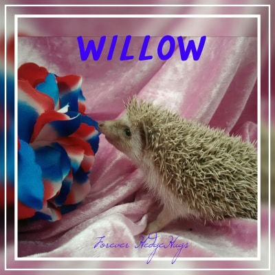 Thumbnail: WILLOW MALE