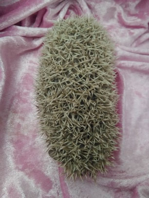 Thumbnail: WILLOW MALE
