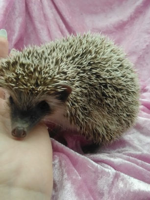 Thumbnail: $200 LOLA FEMALE