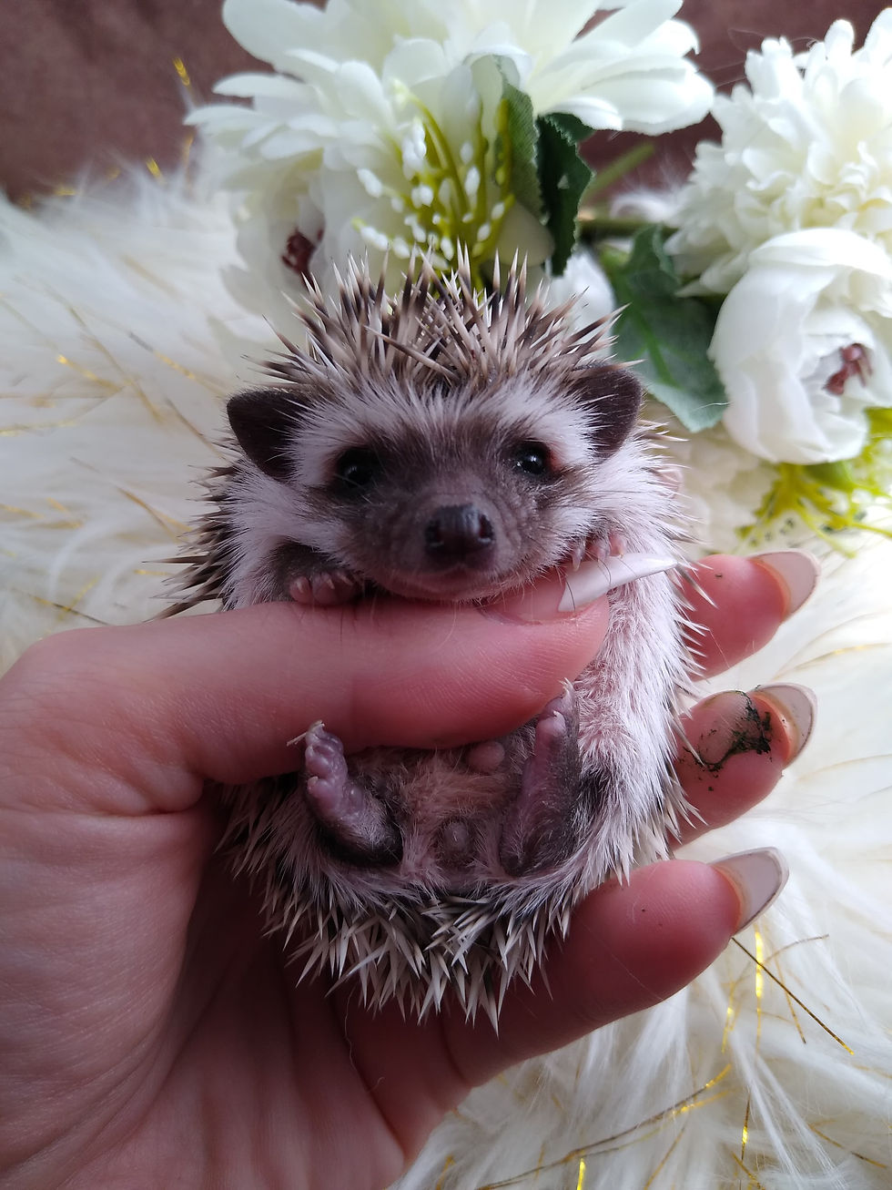 Thumbnail: FRVH THORN  MALE AVAILABLE FOR DEPOSIT