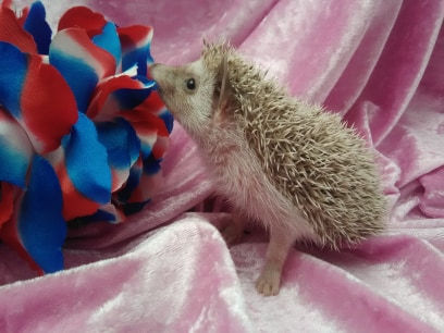 Thumbnail: WILLOW MALE