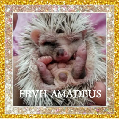 Thumbnail: $100 AMADEUS MALE AVAILABLE
