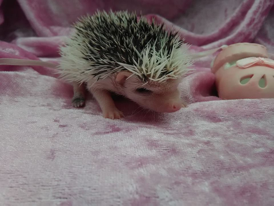 Thumbnail: MARSHA FEMALE