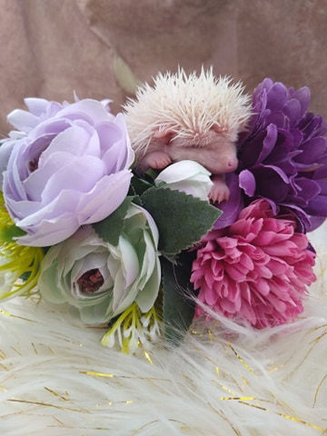 Thumbnail: ANGEL HEDGEHOG FEMALE