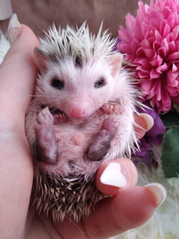 Thumbnail: $285 PICASSO MALE AVAILABLE FOR DEPOSIT