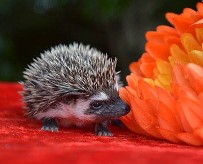 Thumbnail: GABBY ADULT FEMALE