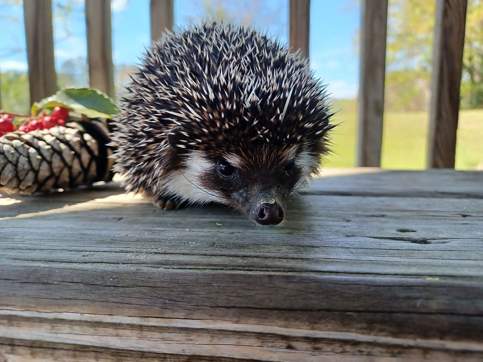 Thumbnail: $250 VASSA  AVAILABLE FEMALE