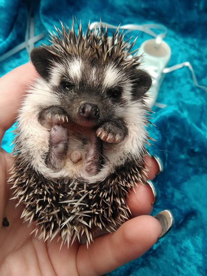 Thumbnail: GIZMO MALE