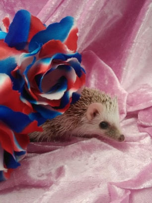 Thumbnail: $100 AMADEUS MALE AVAILABLE