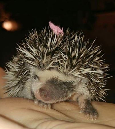 Thumbnail: POKEYHONEY