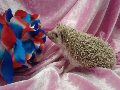 Thumbnail: WILLOW MALE
