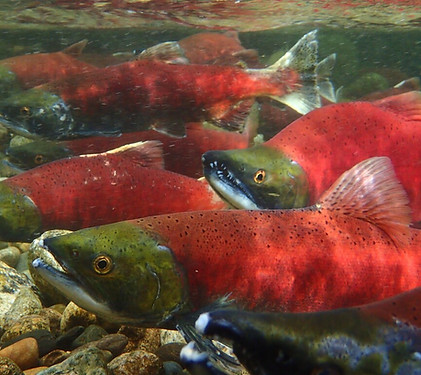 Sockeye salmon.jpg