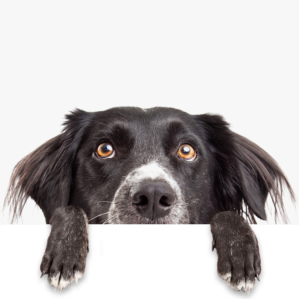 Miniatura: GRAVURAS PETS