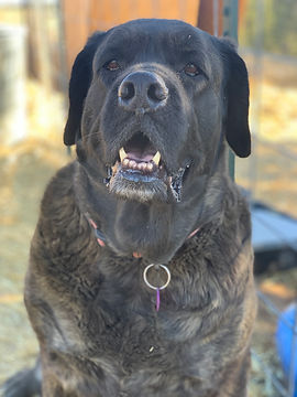 nala.jpeg