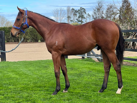 Horses sold $201-$350k at Inglis Easter Yearling sale
