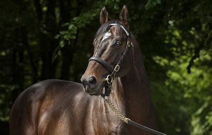 2024 - The leading International Sires of 3yo runners