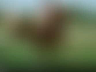 ZEDITAVE... a champion on the track and in the breeding barn