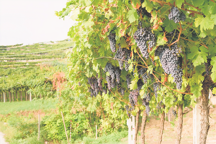 Red Grape Vines_edited.png