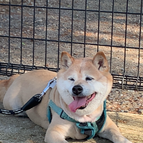 パパじゃないもん