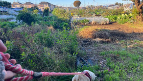 強烈な西陽にはご注意を