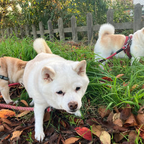 まことの大人になる道