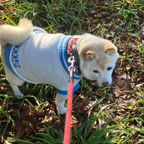 「念仏成仏」これ真宗