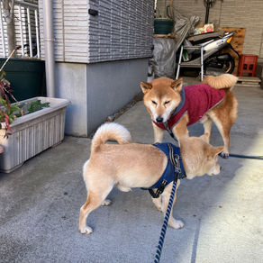 この世はリハーサル