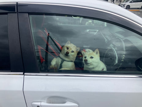 聞くことは信心をあらわす御のりなり